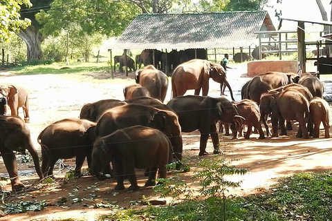 Ella &amp; Udawalawe nationalpark privat tur all inclusiveElla &amp; Udawalawe National Park Private Tour All Inclusive