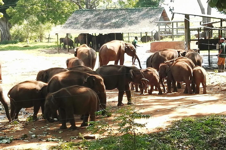 Ella &amp; Udawalawe nationalpark privat tur all inclusiveElla &amp; Udawalawe National Park Private Tour All Inclusive