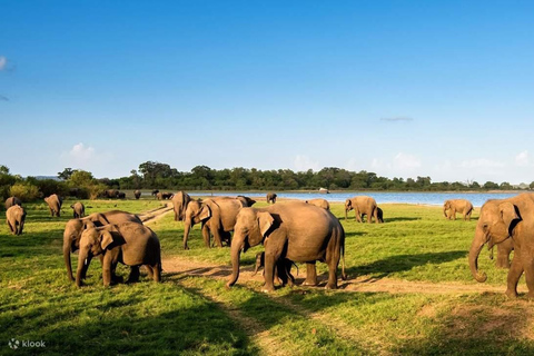 Fauna salvaje de Sri Lanka: tour de lujo de 10 días con todo incluido