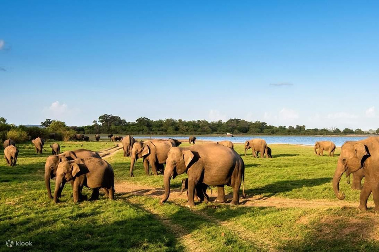 Fauna salvaje de Sri Lanka: tour de lujo de 10 días con todo incluido