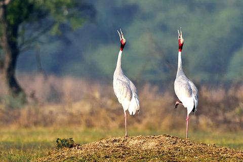 巴拉特布尔：凯奥拉迪奥国家公园导览游（含接送）巴拉特布尔：凯奥拉德奥国家公园导览游（含接送）