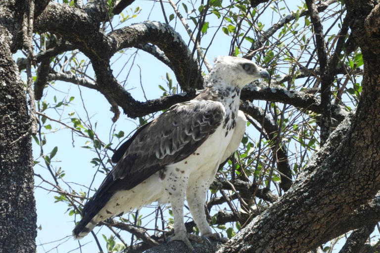 Private Nairobi National Park Drive in 4*4 landcruiser