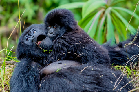 Gorilla vandringsturer