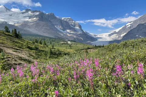 Columbia Icefield: Guided Glacier Hike