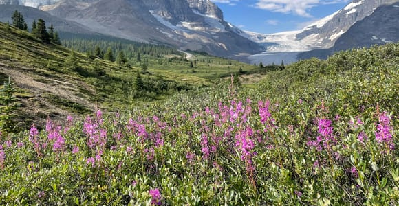 Columbia Icefield: Guided Glacier Hike