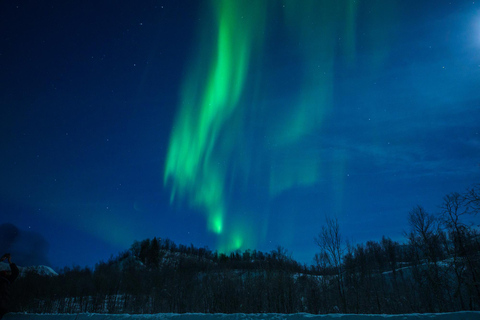 De Tromsø: Perseguição de ônibus guiada pela aurora borealDe Tromsø: Tour Guiado de Ônibus em Busca da Aurora Boreal