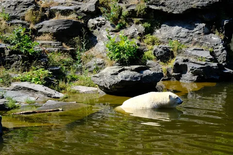 Summer Tour from Rovaniemi: Korouoma Waterfall and Ranua Zoo