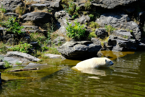 Lapland Day Tour: From Best Attractions to Midnight Sun