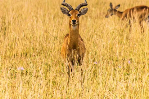 4-Day Classic Wildlife & Cultural