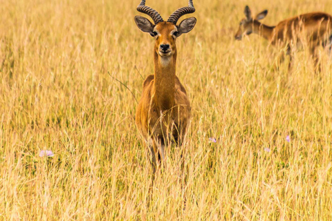 Safari de 5 jours