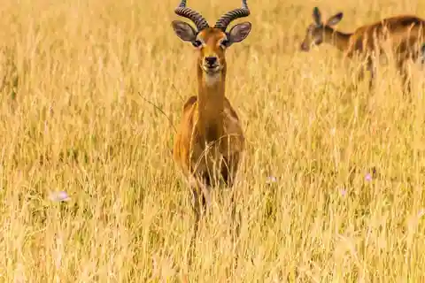 4-Day Classic Wildlife & Cultural