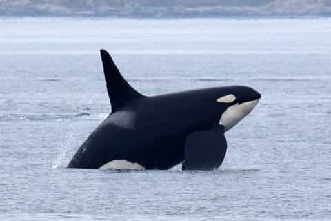 barco desde vancouver ballenas victoria jardines butchart