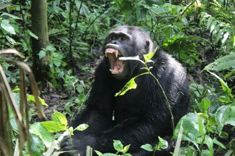 Ouganda : gorilles et savane