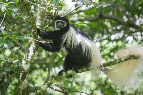 رحلة سفاري لمدة يومين لمشاهدة عجائب الطبيعة الأفريقية