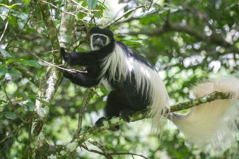 رحلة سفاري لمدة يومين لمشاهدة عجائب الطبيعة الأفريقية