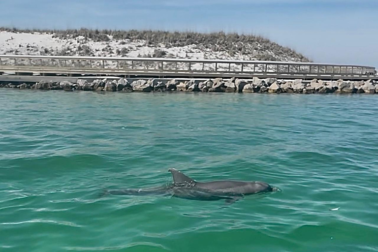 Destin: Destin Dolphin Harbor & Bay Boat Tour