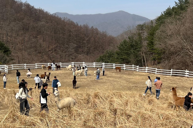 Gyeonggi: Alpaca & Sheep Ranch Admission Ticket in Gapyeong