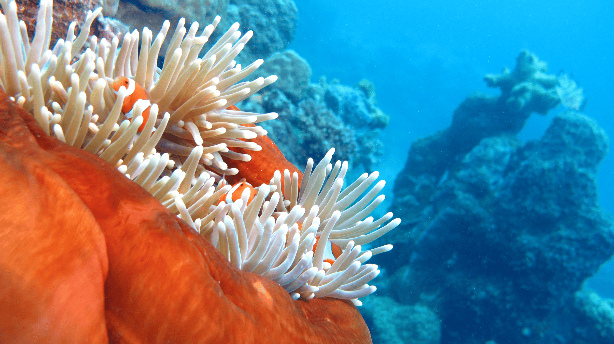 Ab Cairns: Premium-Tour zum Great Barrier Riff & Coral Cay
