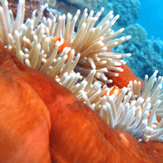 Premium Great Barrier Reef & Coral Cay Cruise from Cairns
