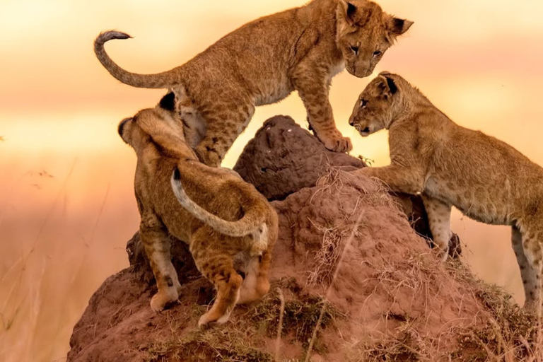 Nairobi: 3 giorni di safari a Masai Mara e fuga alle sorgenti termaliNairobi: 3 giorni di safari nel Masai Mara e fuga alle sorgenti termali