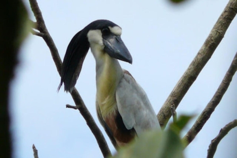 4-day tour of the Yanayacu River with bird watching