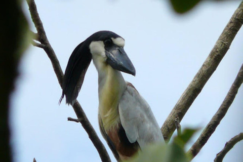 4-daagse tocht over de Yanayacu rivier met vogelspotten