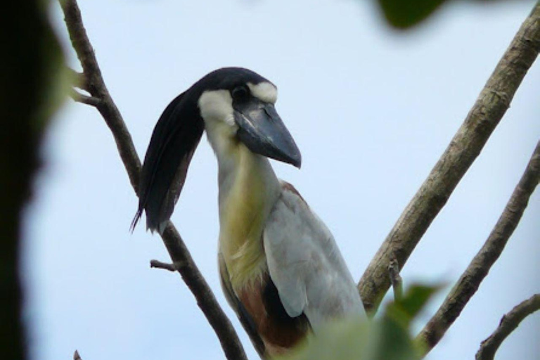 4-daagse tocht over de Yanayacu rivier met vogelspotten