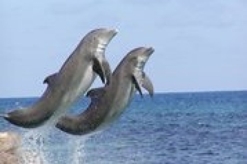 Zwem met de dolfijnen in Negril's Dolphin CoveZwemmen met de dolfijnen in Dolphin Cove Negril