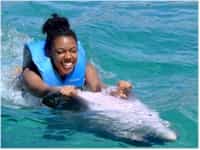 dolphin cove negril fullday admission with dolphin swim