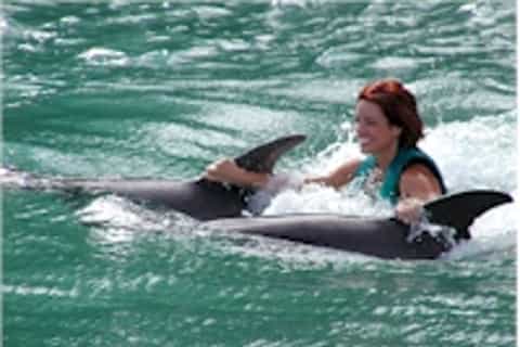 Ocho Rios: Full-Day at Dolphin Cove & Swim with the Dolphins