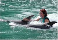 ocho rios fullday at dolphin cove swim with the dolphins