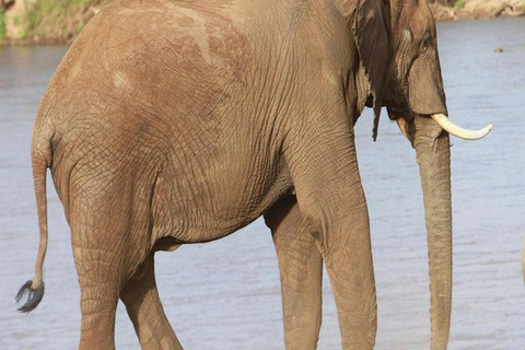 Nairobi: 3-Day Samburu National Park Safari with Pickup