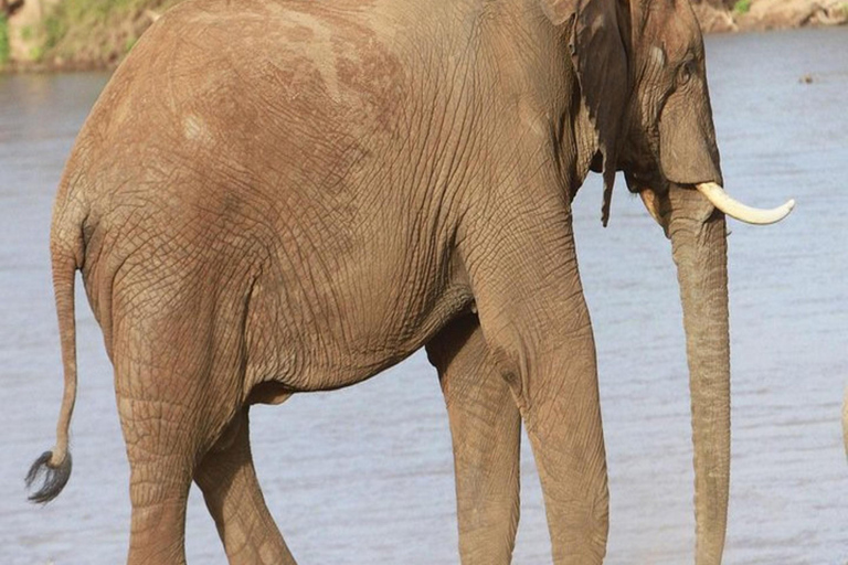 Nairobi: 3-Day Samburu National Park Safari with Pickup