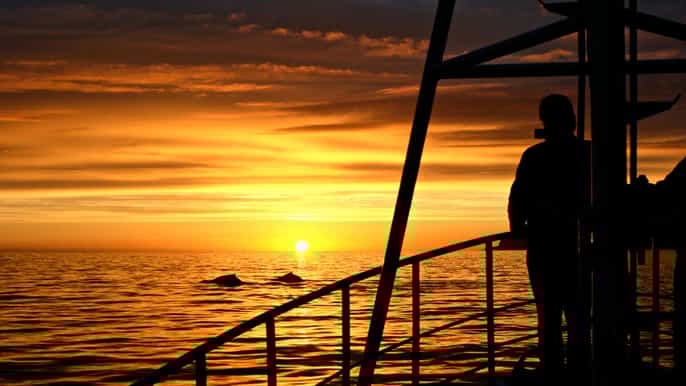 arctic whale watching from dalvik north iceland
