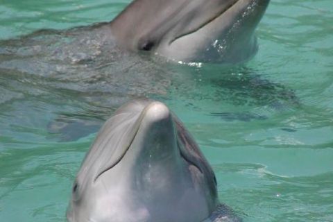 Ocho Rios: Billets Dolphin Cove