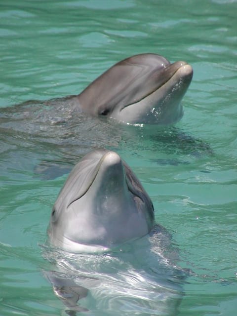 Ocho Rios: Dolphin Cove Tickets | GetYourGuide