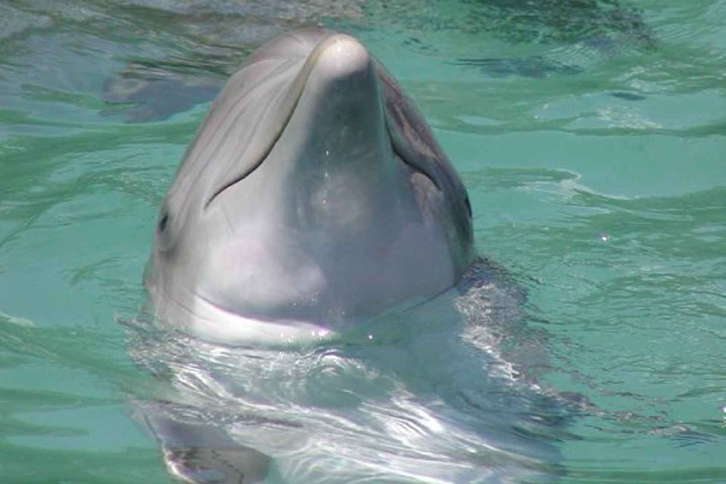 things to do in ocho rios jamaica | swim with the dolphins at dolphin cove ocho rios
