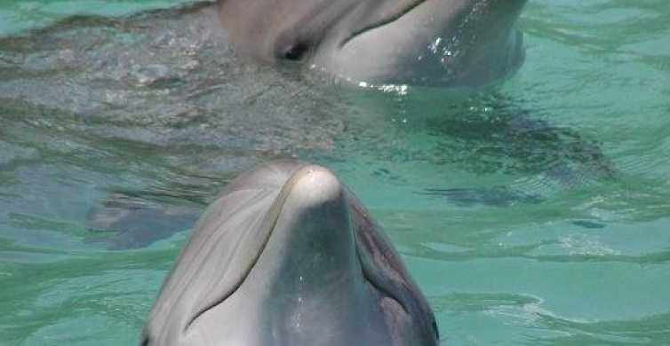 Ocho Rios: Dolphin Cove Tickets