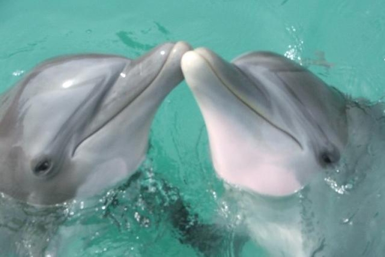 Negril: Dolphin Cove Tickets Standard Option