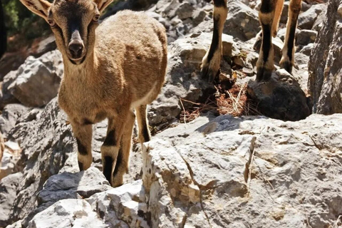 Chania: Samaria Gorge Private Experience–Full Day Adventure