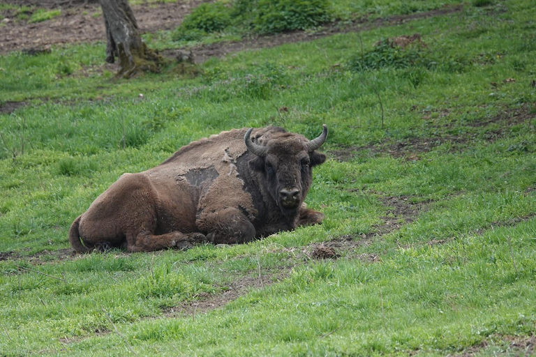 Brasov: Corvin Castle & Hateg Bison Reserve Day Trip