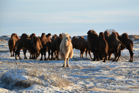 Mongolie : Désert de Gobi hivernal et parc national de Terelj ...