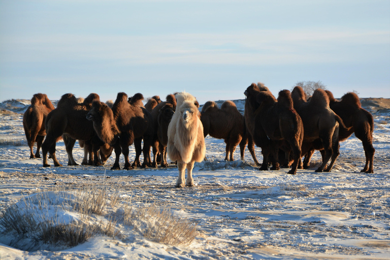 Mongolia : Winter Gobi Desert and Terelj National Park …