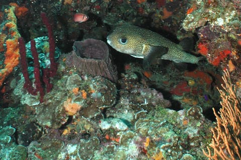 From Castries: 5-Hour St. Lucia Scuba Diving Excursion