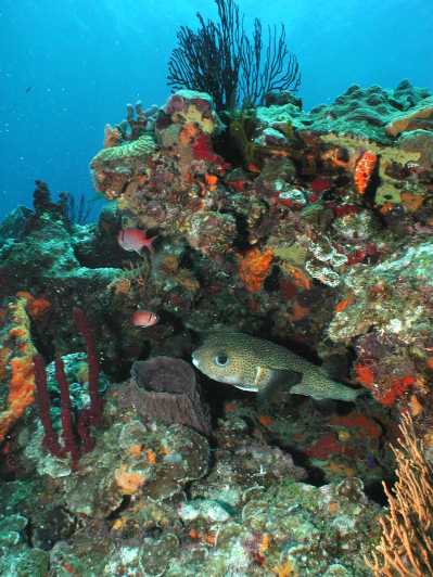From Castries: 5-Hour St. Lucia Scuba Diving Excursion