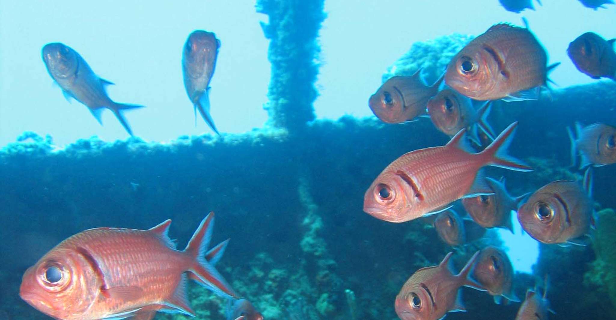 St. Lucia, Snorkeling Adventure - Hizvo