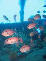 St. Lucia, Snorkeling Adventure - Hizvo