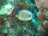 St. Lucia, Snorkeling Adventure - Hizvo