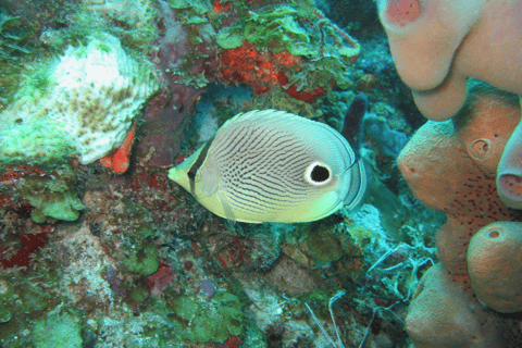 Santa Lucia: avventura di snorkeling