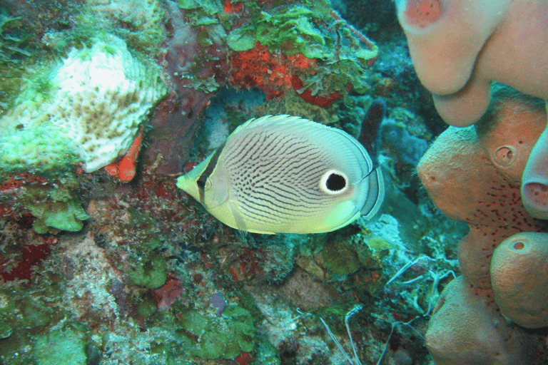 St. Lucia: 5-Hour Snorkeling Adventure Standard Option